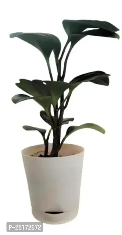 ENRICH PLANTS :: Peperomia Green :: Natural Live Plant :: Elegant Self Watering Plastic Pot :: Air Purifying :: Home Decor ::-thumb0