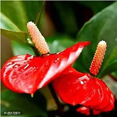 ENRICH PLANTS : ANTHURIUM RED, Exotic Live Plant, Home Decor Plant, Air Purifying,-thumb2