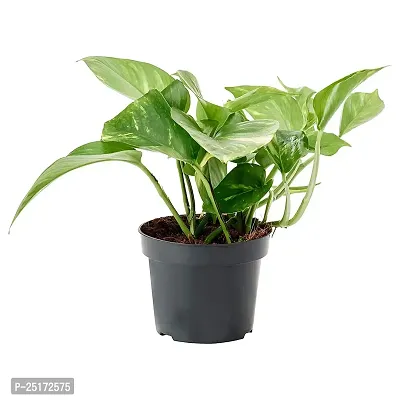 ENRICH PLANTS : Green Moneyplant,Live Plant, Air Purifying, Good Luck.-thumb3