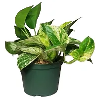 ENRICH PLANTS : Green Moneyplant,Live Plant, Air Purifying, Good Luck.-thumb2