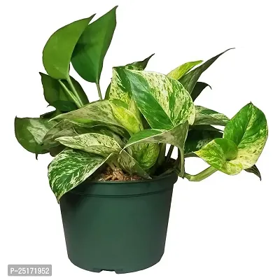 ENRICH PLANTS : Green Moneyplant,Live Plant, Air Purifying, Good Luck.-thumb3