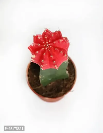 ENRICH PLANTS :: Moon Cactus (Red) :: Natural Live Plant :: Plastic Pot ::Air Purifying :: Succulent ::