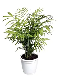 ENRICH PLANTS : ARECA PALM,Live Plant, Air Purifying, Home Decor Plant,-thumb4