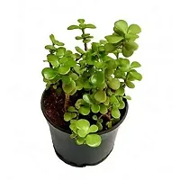 ENRICH PLANTS : JADE, Good Luck, Home Decor Live Plant, Air Purifying,-thumb3