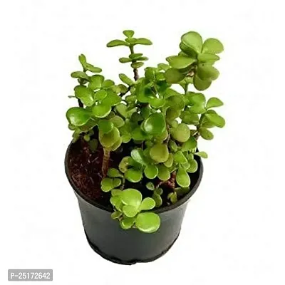 ENRICH PLANTS : JADE, Good Luck, Home Decor Live Plant, Air Purifying,-thumb4