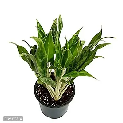 ENRICH PLANTS : AGLONEMA WHITE STEM, Home Dcor Live Plant, Air Purifying,