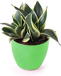 ENRICH PLANTS : Sansevieria Dwarf Laurentii, Snake Plant,Live Plant, Air Purifying,Home Dcor Plant,-thumb2