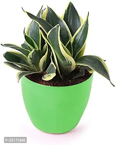 ENRICH PLANTS : Sansevieria Dwarf Laurentii, Snake Plant,Live Plant, Air Purifying,Home Dcor Plant,-thumb3