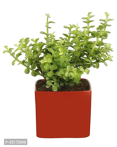 ENRICH PLANTS : JADE, Good Luck, Home Decor Live Plant, Air Purifying,