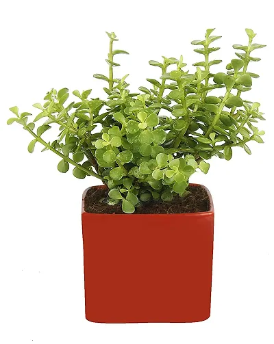 Must Have Plant & Planters 