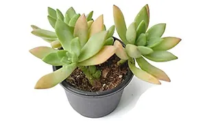 Enrich Plants Live Plants for Indoor Home D?cor | SUCCULENT |Indoor Plant|SHLOKU_3950(1)-thumb1