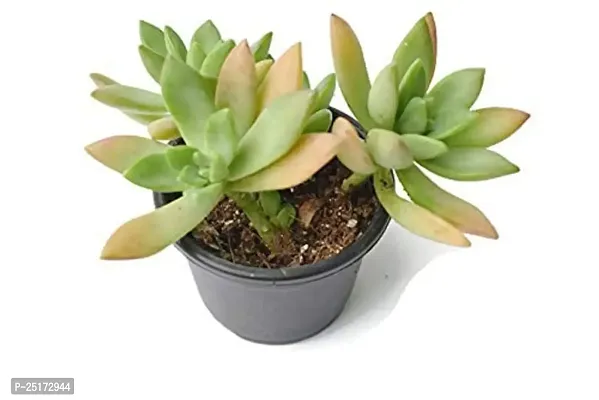 Enrich Plants Live Plants for Indoor Home D?cor | SUCCULENT |Indoor Plant|SHLOKU_3950(1)-thumb2