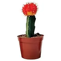 ENRICH PLANTS : Moon Cactus (RED), Live Plant, Air Purifying, Succulent-thumb1