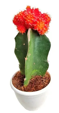 ENRICH PLANTS :: Moon Cactus Red :: Natural Live Plant :: Plastic Pot :: Air Purifying :: Home Decor ::-thumb3