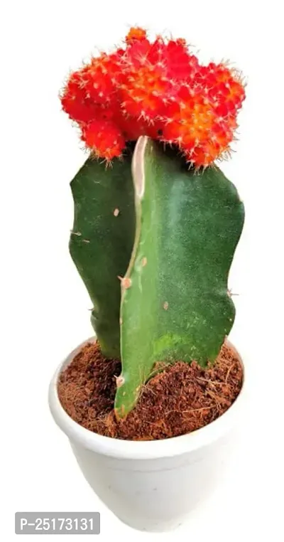 ENRICH PLANTS :: Moon Cactus Red :: Natural Live Plant :: Plastic Pot :: Air Purifying :: Home Decor ::-thumb4