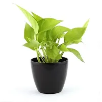 ENRICH PLANTS : Green Moneyplant,Live Plant, Air Purifying, Good Luck.-thumb1