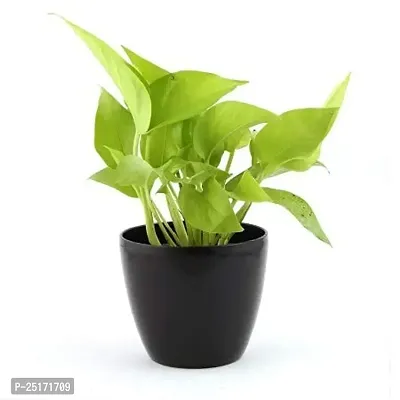 ENRICH PLANTS : Green Moneyplant,Live Plant, Air Purifying, Good Luck.-thumb2