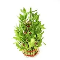 ENRICH PLANTS : LUCKY BAMBOO, 2 Layer, Good Fortune Live Plant, Home Decor Plant,-thumb3