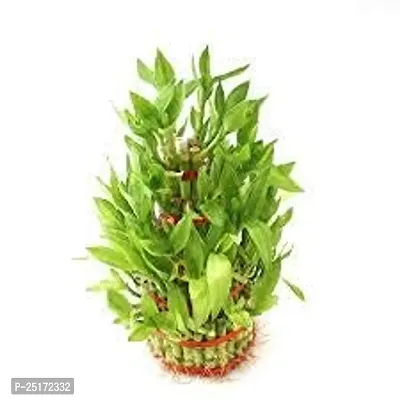 ENRICH PLANTS : LUCKY BAMBOO, 2 Layer, Good Fortune Live Plant, Home Decor Plant,-thumb4