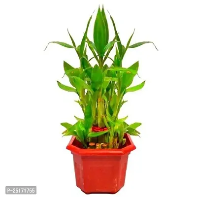 ENRICH PLANTS : LUCKY BAMBOO, 2 Layer, Good Fortune Live Plant, Home Decor Plant,-thumb3