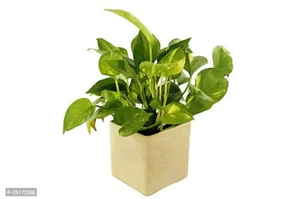 ENRICH PLANTS : Green Moneyplant,Live Plant,Plastic Pot, Air Purifying, Good Luck.