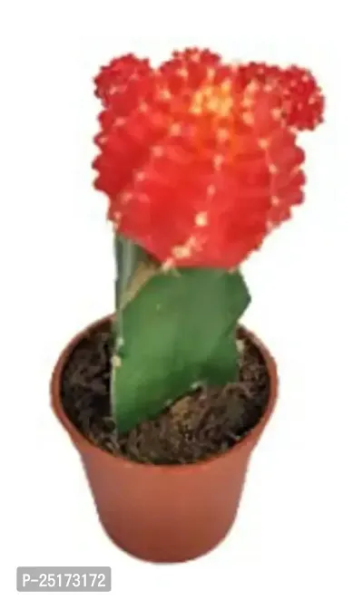 Enrich Plants Live Plants for Indoor Home Dcor | Moon Cactus (Red)|Indoor Plant|SHLOKU_3625(1)