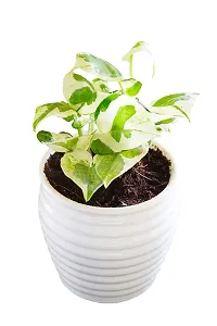 ENRICH PLANTS : Moneyplant Scindapsus,Live Plant,Ceramic Pot, Air Purifying, Good Luck.-thumb3