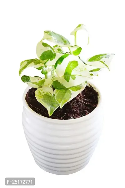 ENRICH PLANTS : Moneyplant Scindapsus,Live Plant,Ceramic Pot, Air Purifying, Good Luck.-thumb4