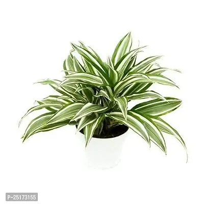 ENRICH PLANTS : CLOROPHYTUM Spider,Live Plant, Air Purifying, Home Decor Plant,