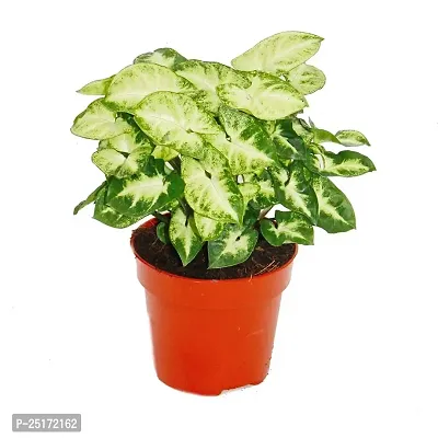 ENRICH PLANTS : SYNGONIUM, Home Dcor Live Plant, Air Purifying,