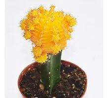 ENRICH PLANTS : Moon Cactus (Yellow),Live Plant, Air Purifying, Succulent,-thumb1