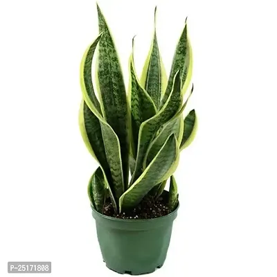 ENRICH PLANTS : Sensevieria Futura Superba, Snake Plant,Live Plant, Air Purifying,Home Dcor Plant,-thumb2