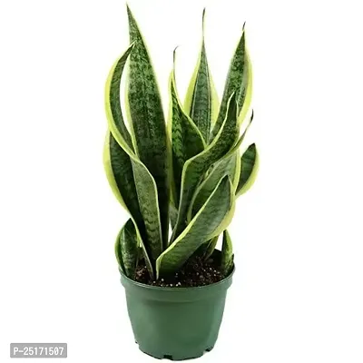 ENRICH PLANTS :Sansevieria Futura Superba, Snake Plant,Live Plant, Air Purifying,Home Dcor Plant,-thumb0