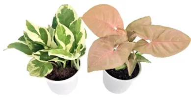 Enrich Plants Live Plants for Indoor Home Dcor | Arrowhead Plant | Syngonium | Indoor Plant|SHLOKU_3597(1)-thumb1