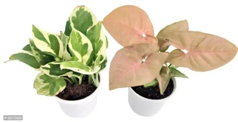 Enrich Plants Live Plants for Indoor Home Dcor | Arrowhead Plant | Syngonium | Indoor Plant|SHLOKU_3597(1)-thumb2