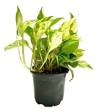 ENRICH PLANTS : Green Moneyplant,Live Plant, Air Purifying, Good Luck.-thumb4