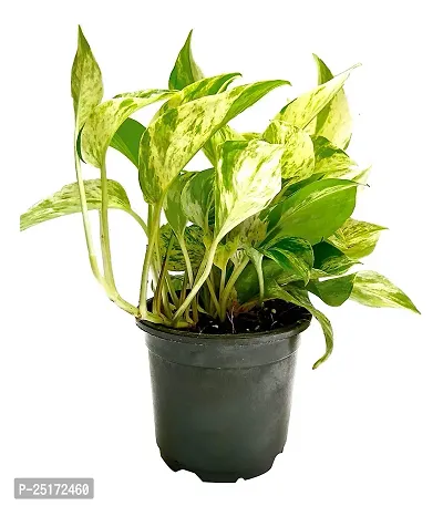 ENRICH PLANTS : Green Moneyplant,Live Plant, Air Purifying, Good Luck.-thumb5