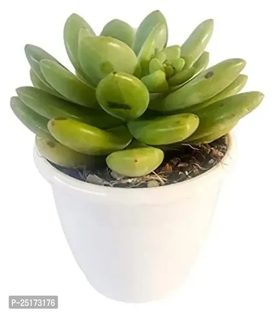 Enrich Plants Live Plants for Indoor Home D?cor | SUCCULENT |Indoor Plant|SHLOKU_3821(1)-thumb0