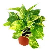 ENRICH PLANTS : Green Moneyplant,Live Plant, Air Purifying, Good Luck.-thumb3