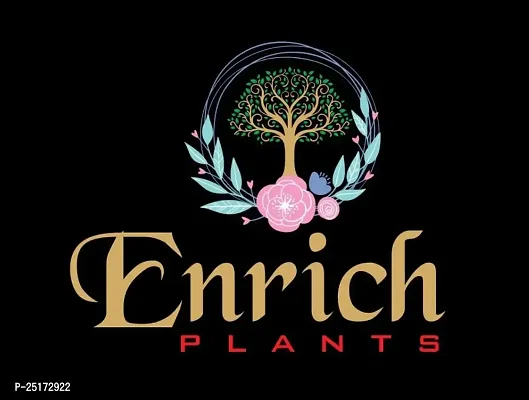 ENRICH PLANTS :: Cactus :: Exotic Live Plant :: Home Decor Plant :: Plastic Pot :: Air Purifying ::-thumb2