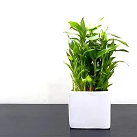 ENRICH PLANTS : LUCKY BAMBOO, 2 Layer, Good Fortune Live Plant, Ceramic Pot, Home Decor Plant,-thumb2