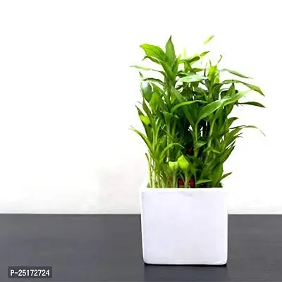 ENRICH PLANTS : LUCKY BAMBOO, 2 Layer, Good Fortune Live Plant, Ceramic Pot, Home Decor Plant,-thumb3