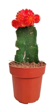 ENRICH PLANTS :: Moon Cactus Red :: Natural Live Plant :: Plastic Pot :: Air Purifying :: Home Decor ::-thumb3