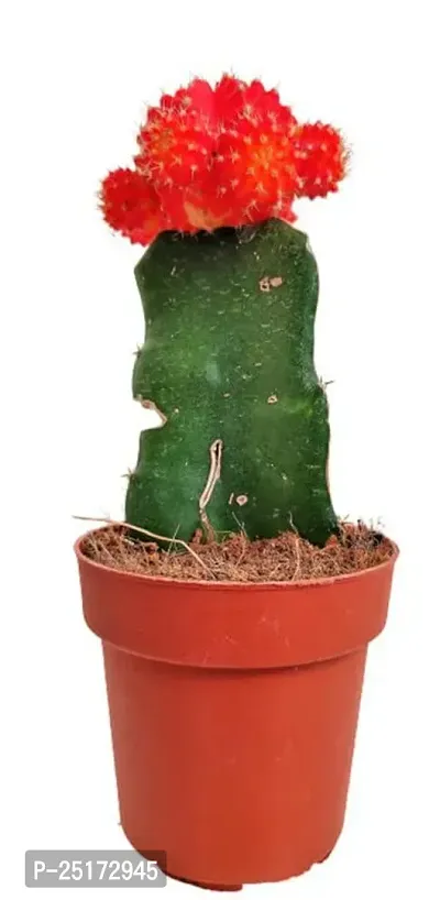 ENRICH PLANTS :: Moon Cactus Red :: Natural Live Plant :: Plastic Pot :: Air Purifying :: Home Decor ::-thumb4