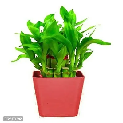 ENRICH PLANTS : LUCKY BAMBOO, 2 Layer, Good Fortune Live Plant, Home Decor Plant,