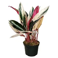 ENRICH PLANTS : Stromanthe Triostar,Live Plant, Air Purifying, Home Dcor Plant,-thumb2