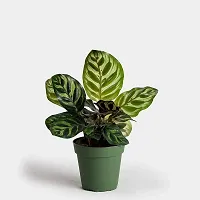 ENRICH PLANTS : CALETHIA,Live Plant, Air Purifying,Home Dcor Plant,-thumb1