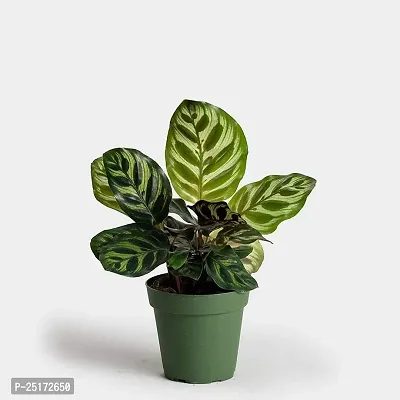 ENRICH PLANTS : CALETHIA,Live Plant, Air Purifying,Home Dcor Plant,-thumb2