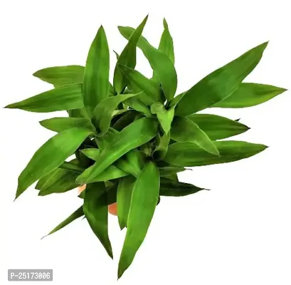 ENRICH PLANTS :: LUCKY BAMBOO :: 2 Layer ::Good Fortune Live Plant :: Round Glass Pot :: Home Decor :: Feng Shui Plant ::-thumb3