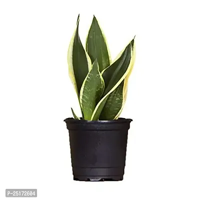 ENRICH PLANTS : Sansevieria Jade Marginata, Snake Plant,Live Plant, Air Purifying,Home Dcor Plant,